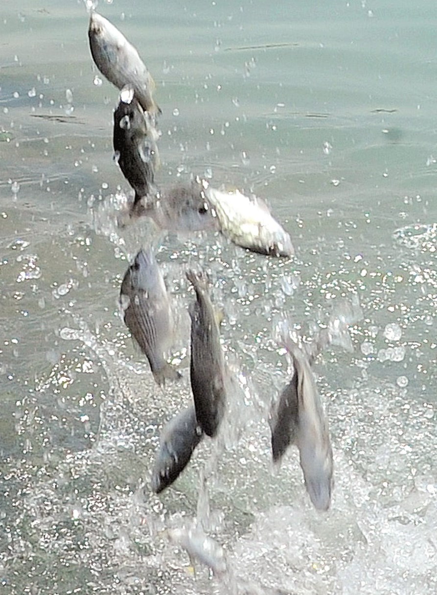 u0627u0644u0633u0645u0643 u0641u064a u0637u0631u064au0642u0647 u0625u0644u0649 u0627u0644u0628u062du0631