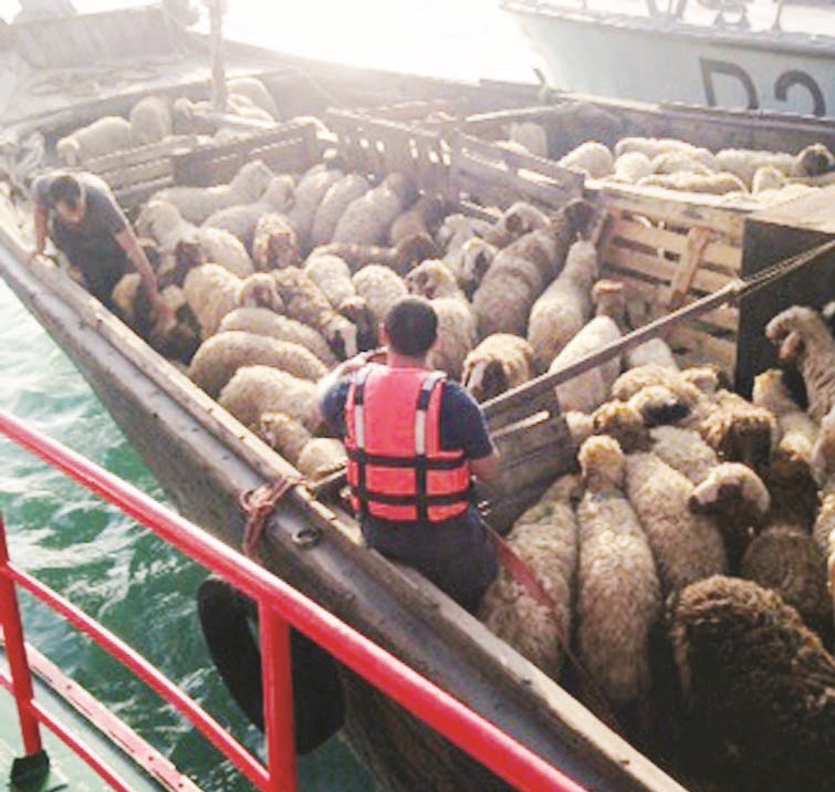 u062du0645u0648u0644u0629 u0627u0644u0623u063au0646u0627u0645 u0628u0639u062f u0625u0646u0642u0627u0630u0647u0627