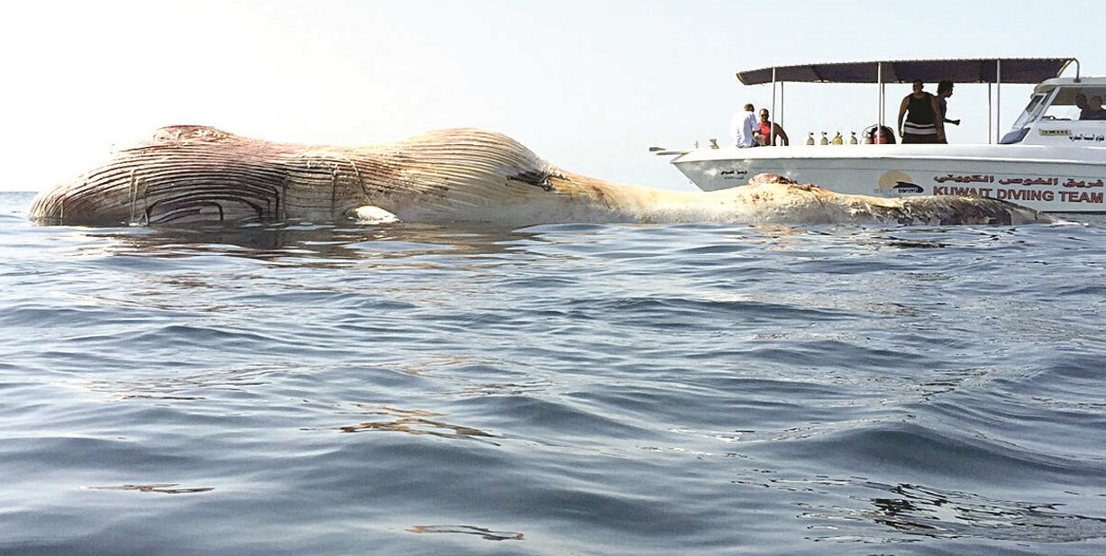 u0641u0631u064au0642 u0627u0644u063au0648u0635 u0627u0644u0643u0648u064au062au064a u0644u062fu0649 u0648u0635u0648u0644u0647 u0625u0644u0649 u0627u0644u062du0648u062a u0627u0644u0646u0627u0641u0642