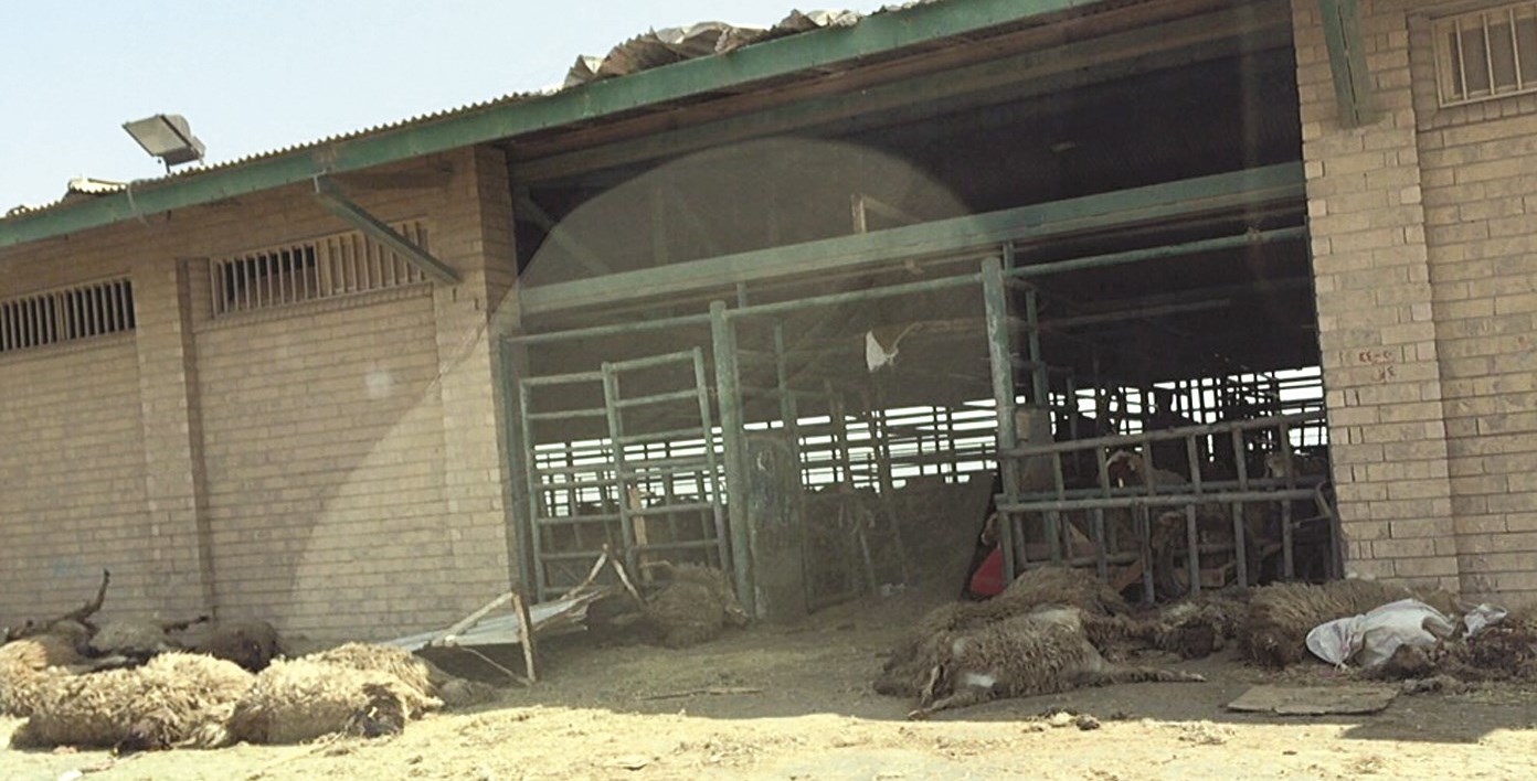 u0631u0624u0648u0633 u0627u0644u0623u063au0646u0627u0645 u0627u0644u0646u0627u0641u0642u0629 u0641u064a u0645u064au0646u0627u0621 u0627u0644u062fu0648u062du0629