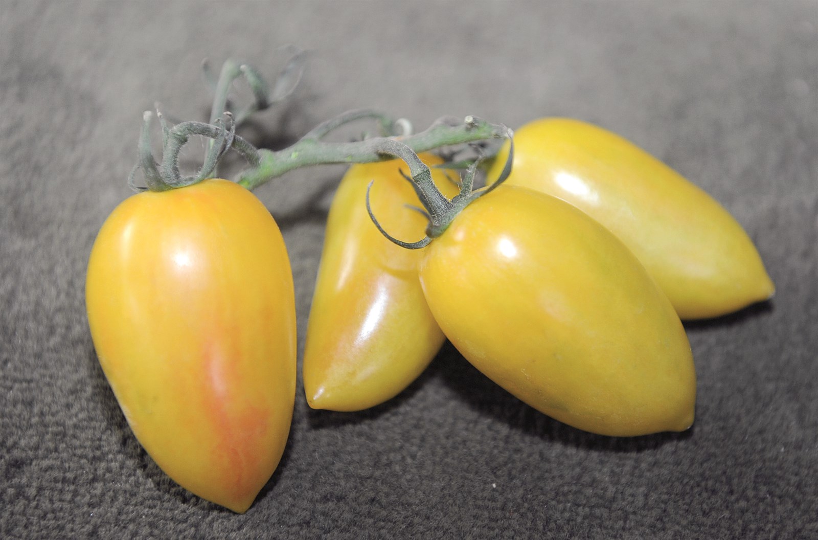 طماطم «قدساوية»