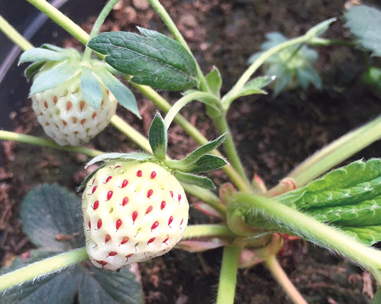 فراولة بيضاء من انتاج مزارع الكريباني