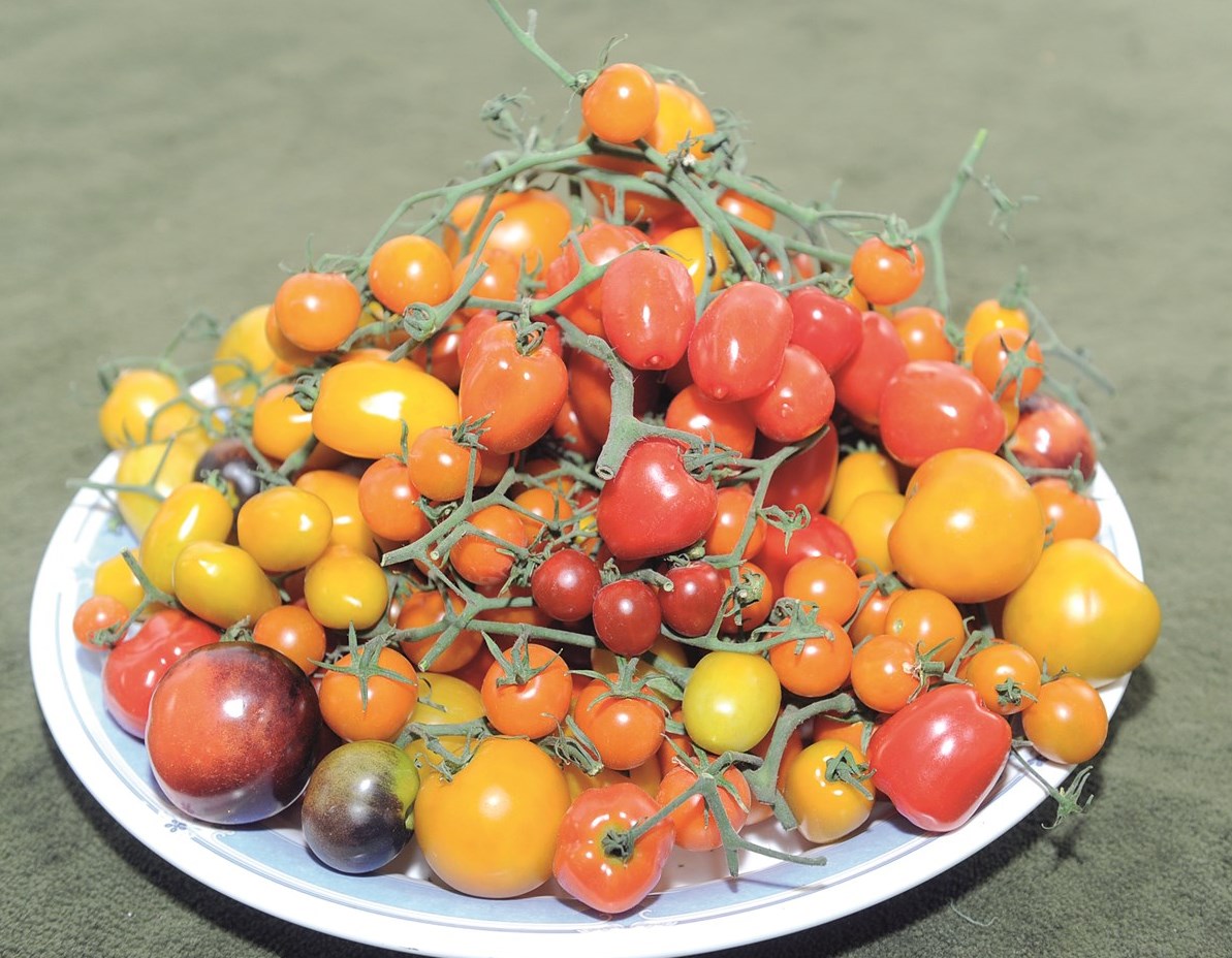 كوكتيل من الطماطم