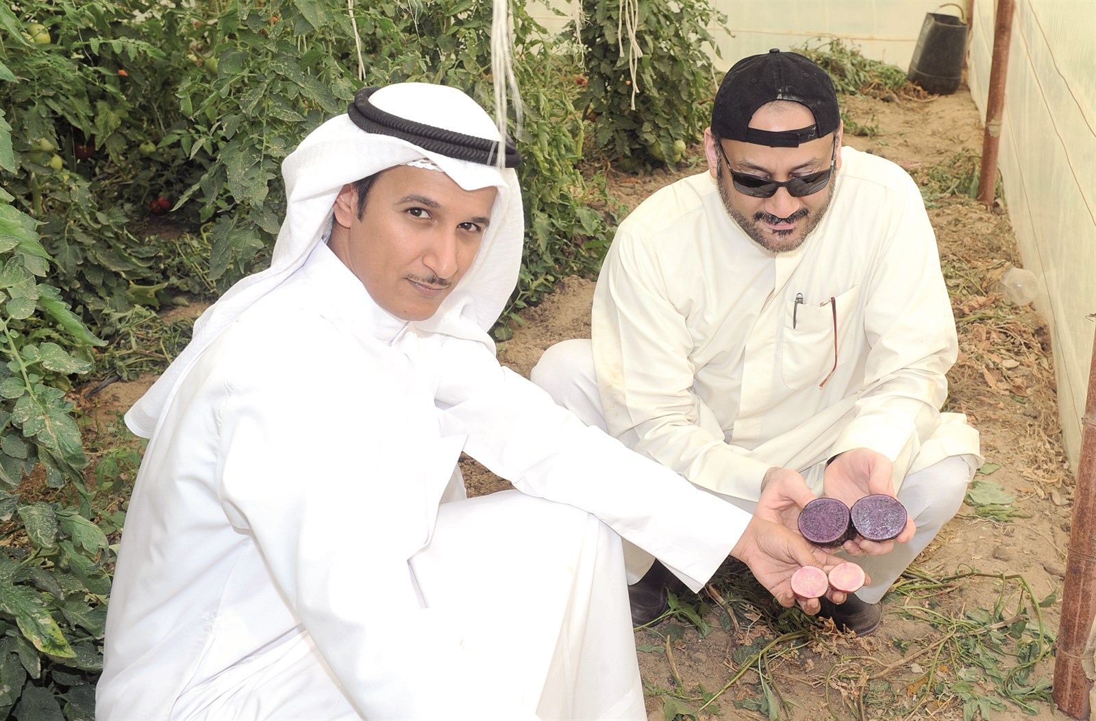 بطاطس بنفسجي وأحمر