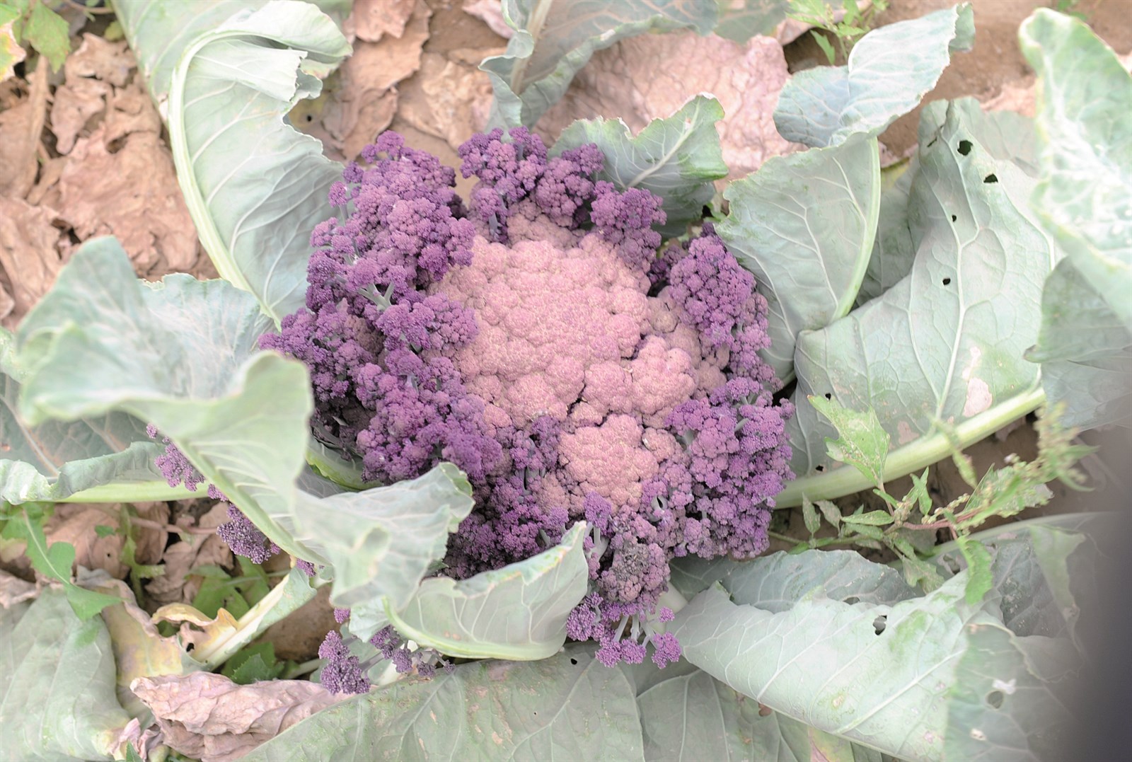 زهرة بنفسجي