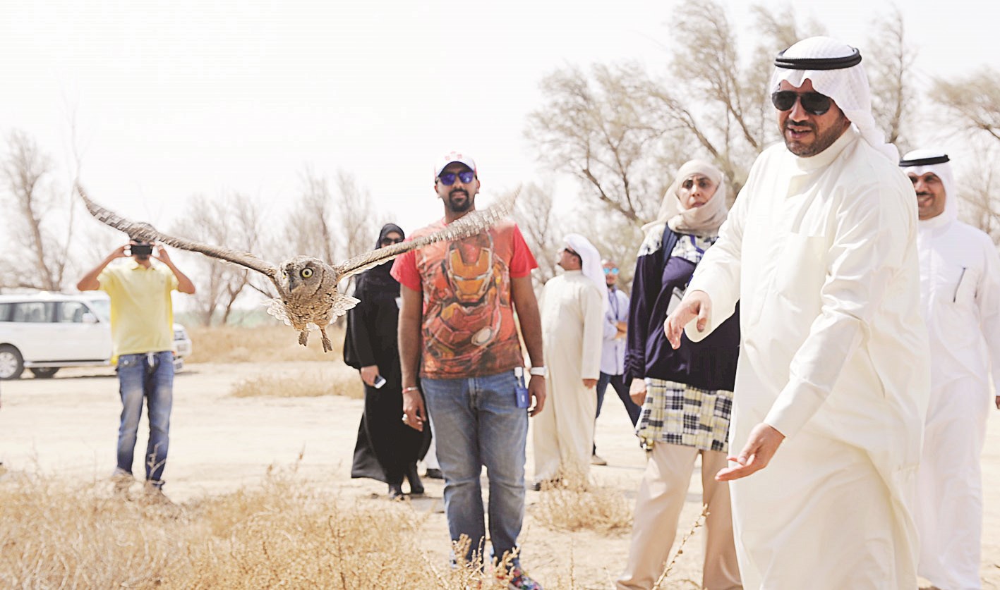 البومة النادرة في طريقها إلى أجواء محمية الجهراء (تصوير نايف العقلة)