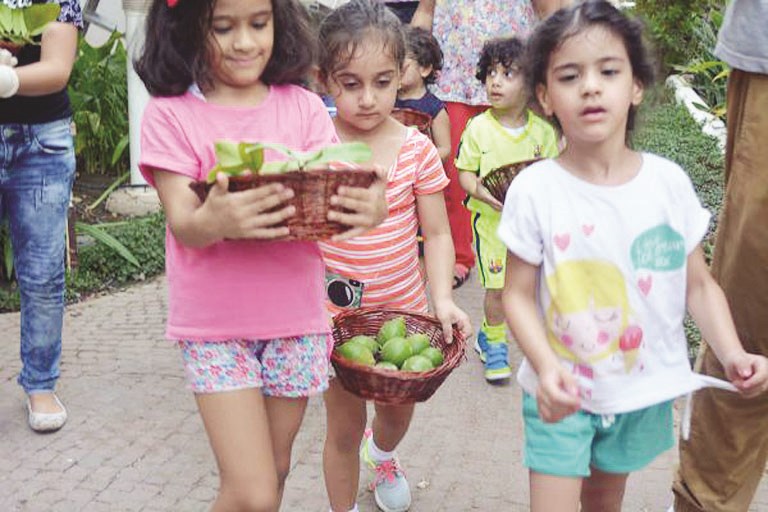 حصاد الليمون المزروع محلياً