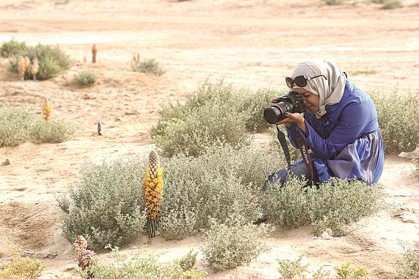 u0646u0648u0641 u0627u0644u062du0634u0627u0634 u062au0648u062bu0642 u0628u0639u062fu0633u062au0647u0627 u0625u062du062fu0649 u0627u0644u0646u0628u0627u062au0627u062a u0627u0644u0628u0631u064au0629 u0627u0644u0646u0627u062fu0631u0629