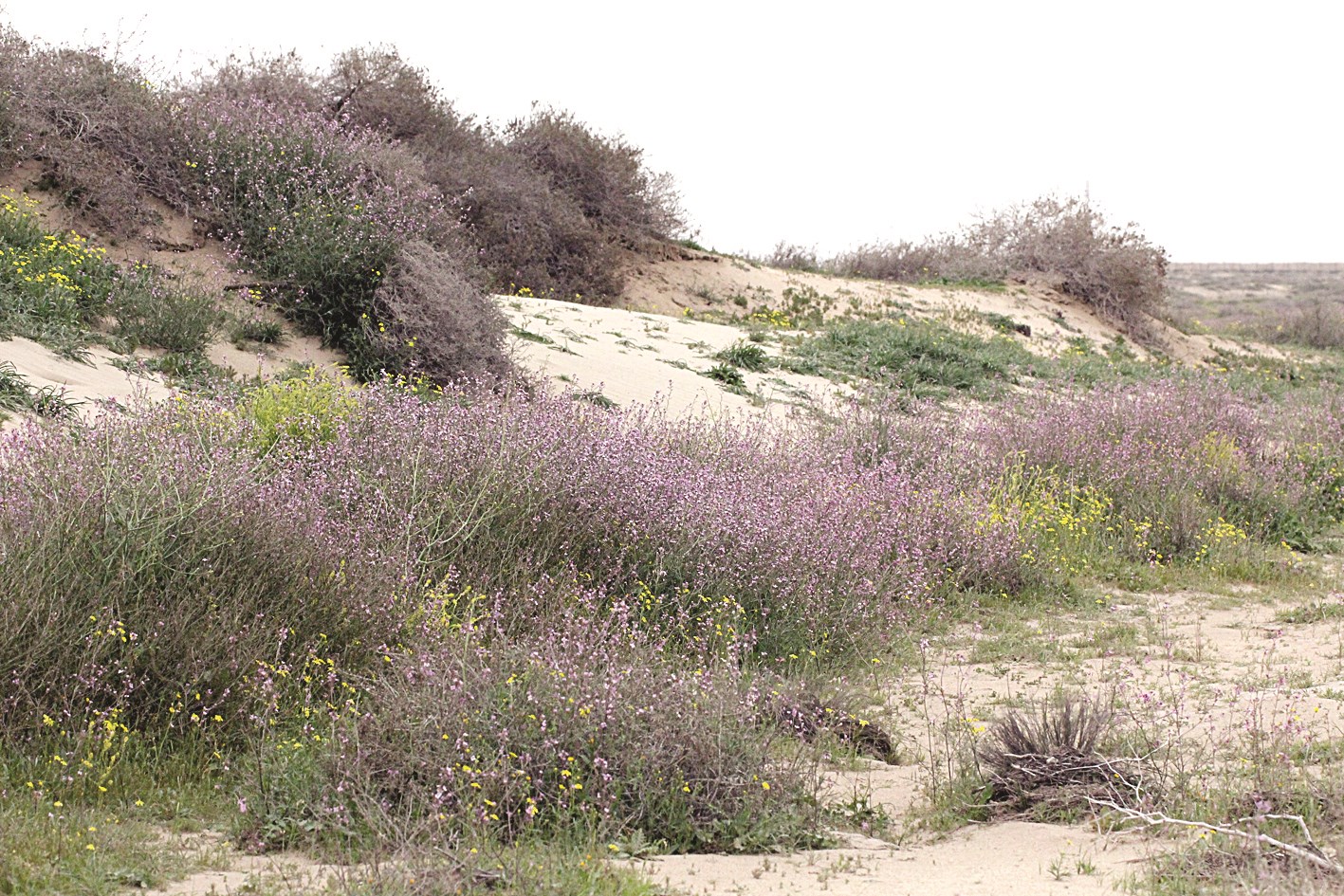 نباتات برية تواجه التحديات البشرية