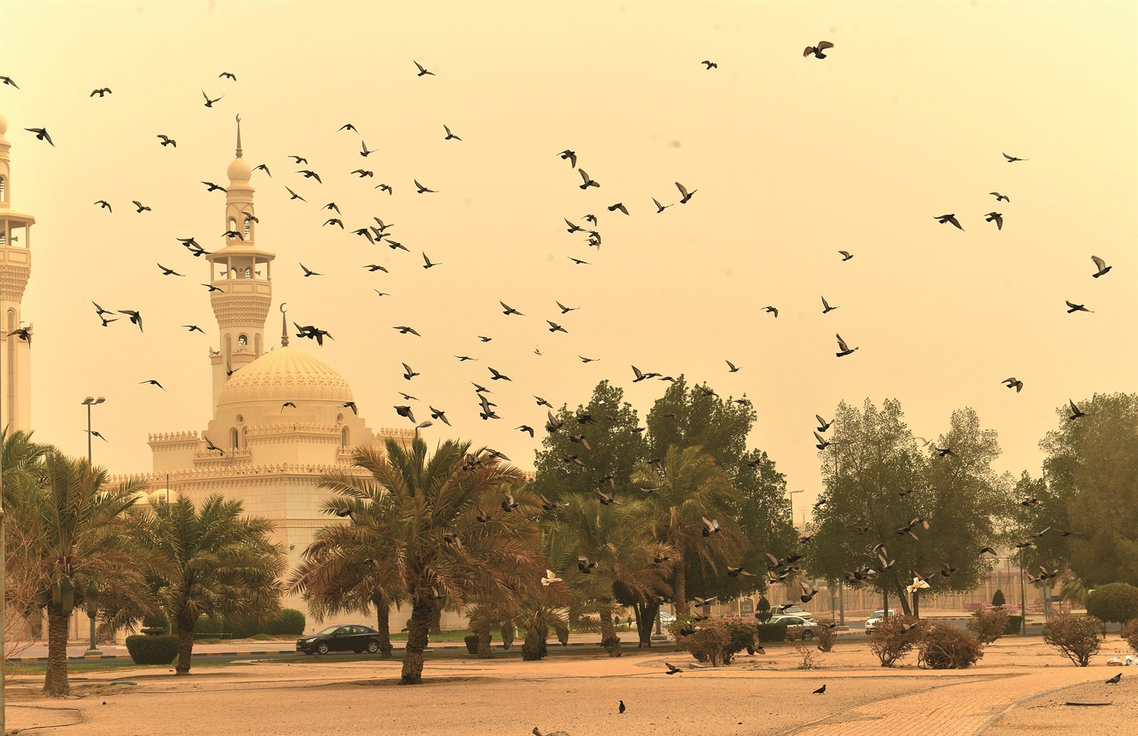 u0637u064au0648u0631 u0648u063au0628u0627u0631 (u062au0635u0648u064au0631 u0645u0648u0633u0649 u0639u064au0627u0634)