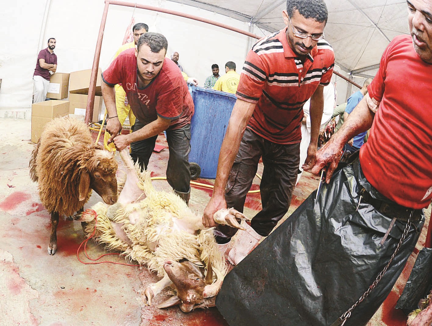 خروف مذبوح وآخر ينتظر دوره (تصوير أسعد عبدالله)