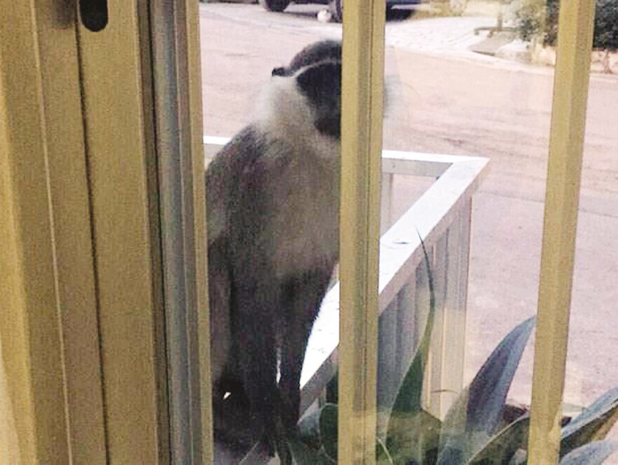 u0642u0631u062f u0639u0644u0649 u0634u0631u0641u0629 u0623u062du062f u0627u0644u0645u0646u0627u0632u0644