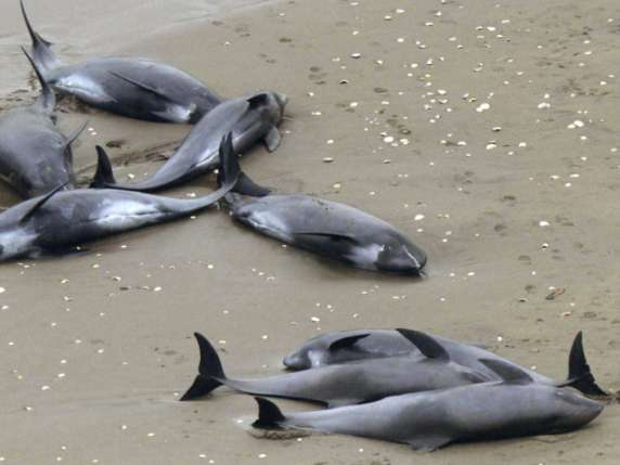 u0623u0631u0634u064au0641u064au0629