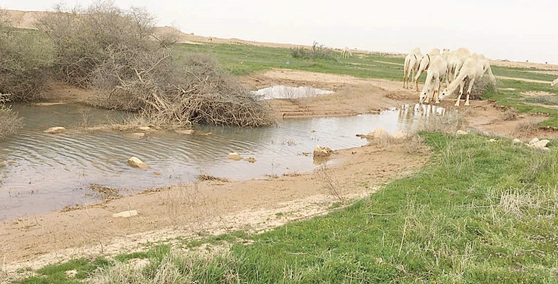 الإبل تروي ظمأها