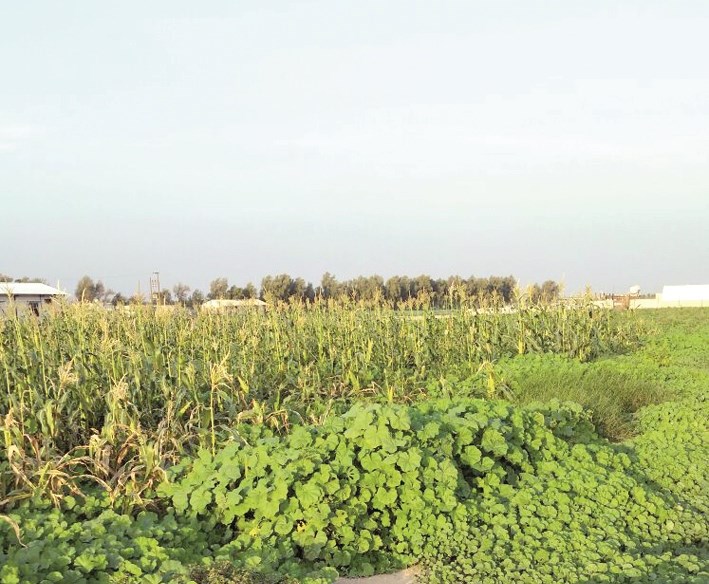 استمرار الإنتاج الزراعي يحتاج إلى دعم الدولة