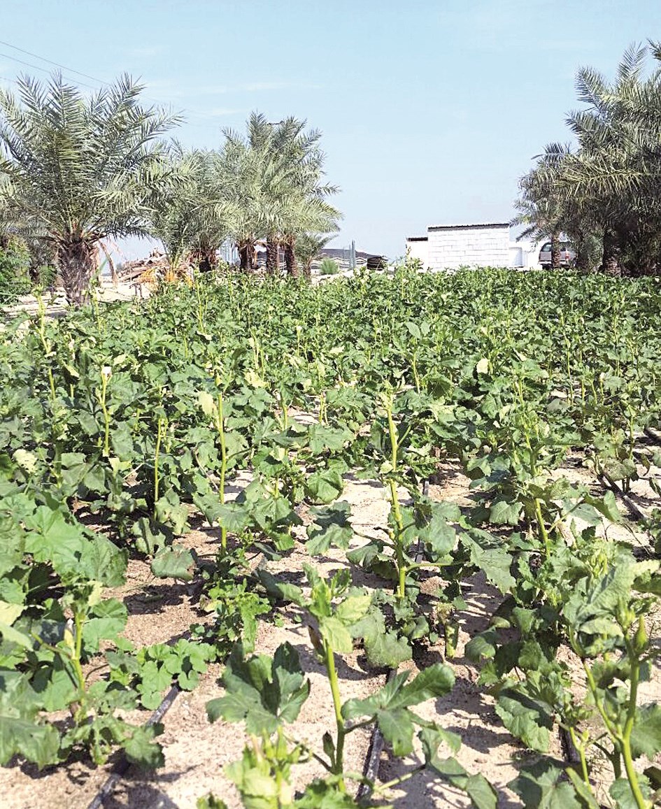 u0627u0644u0628u0627u0645u064au0629 u0636u0645u0646 u0645u0646u062au062cu0627u062a u0645u0632u0627u0631u0639 u0627u0644u0639u0628u062fu0644u064a