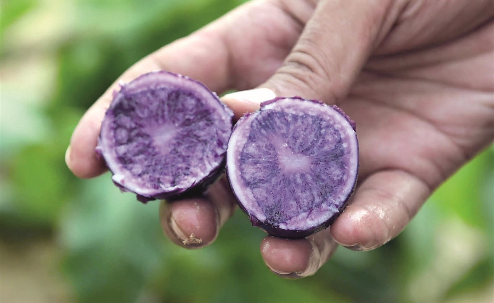 البطاطا البنفسجية