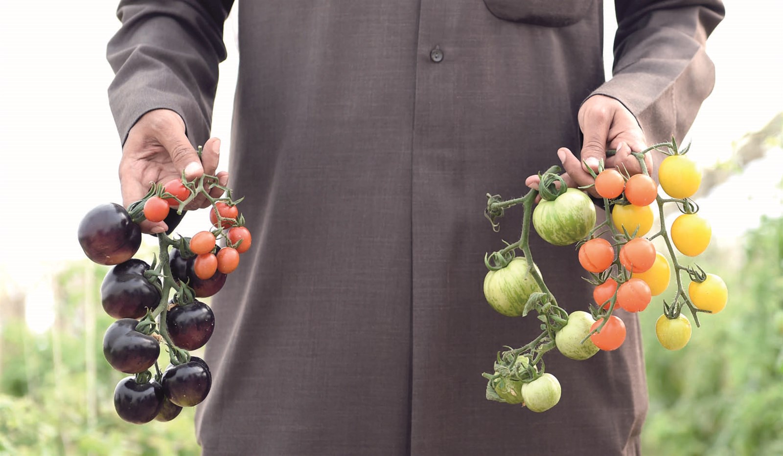 طماطم بألوان متعددة