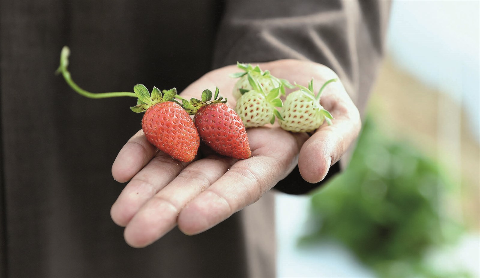 فراولة... حمراء وبيضاء من إنتاج مزرعة الكريباني