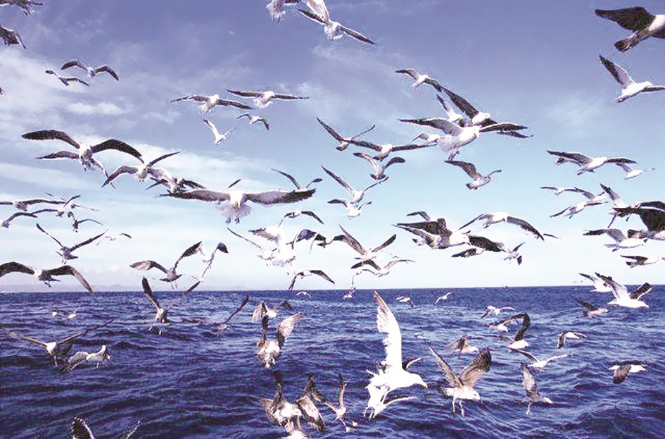 u00abu0644u0648 u0623u0646u0643u0645 u062au0648u0643u0644u062au0645 u0639u0644u0649 u0627u0644u0644u0647 u062du0642 u062au0648u0643u0644u0647 u0644u0631u0632u0642u0643u0645 u0643u0645u0627 u064au0631u0632u0642 u0627u0644u0637u064au0631 u062au063au062fu0648 u062eu0645u0627u0635u0627u064b u0648 u062au0631u0648u062d u0628u0637u0627u0646u0627u064bu00bb