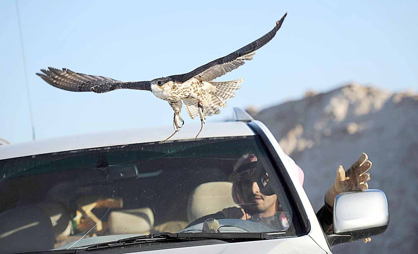 u0635u0642u0631 u064au0641u0631u062f u062cu0646u0627u062du064au0647 u0628u0639u062fu0645u0627 u0623u0637u0644u0642u0647 u0635u0627u062du0628u0647 u0636u0645u0646 u0627u0644u0645u0633u0627u0628u0642u0629  (u062au0635u0648u064au0631 u0646u0627u064au0641 u0627u0644u0639u0642u0644u0629)