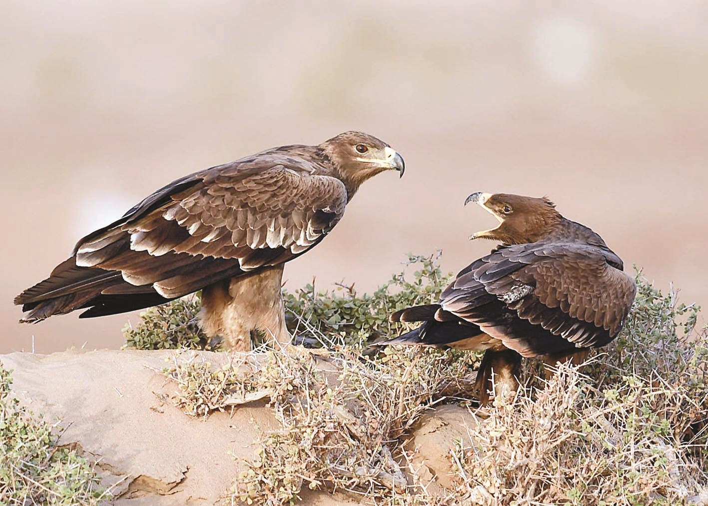 شجار بين زوجين من العقبان