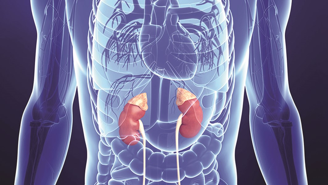 ... ومُجسم تشبيهي يوضح موضع الكليتين في الجسم