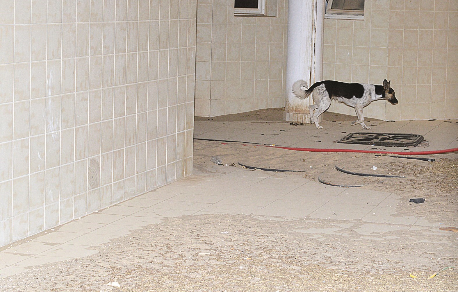 مبنى الخدمات مأوى للكلاب الضالة