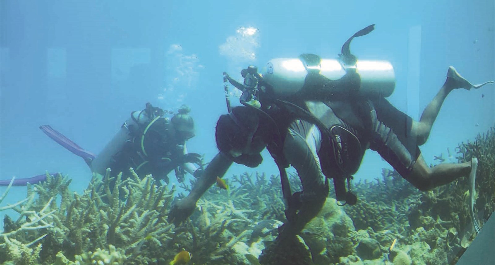 غواصان بين الشعاب المرجانية