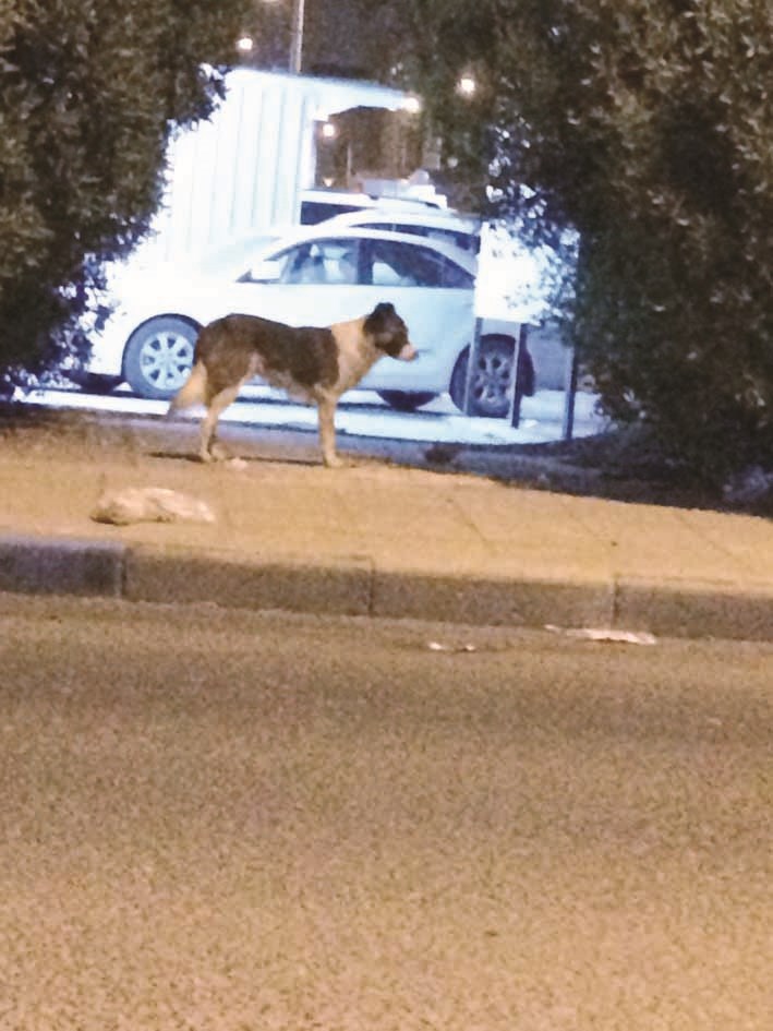 u0643u0644u0628 u0625u0644u0649 u062cu0627u0646u0628 u0627u0644u0633u064au0627u0631u0627u062a