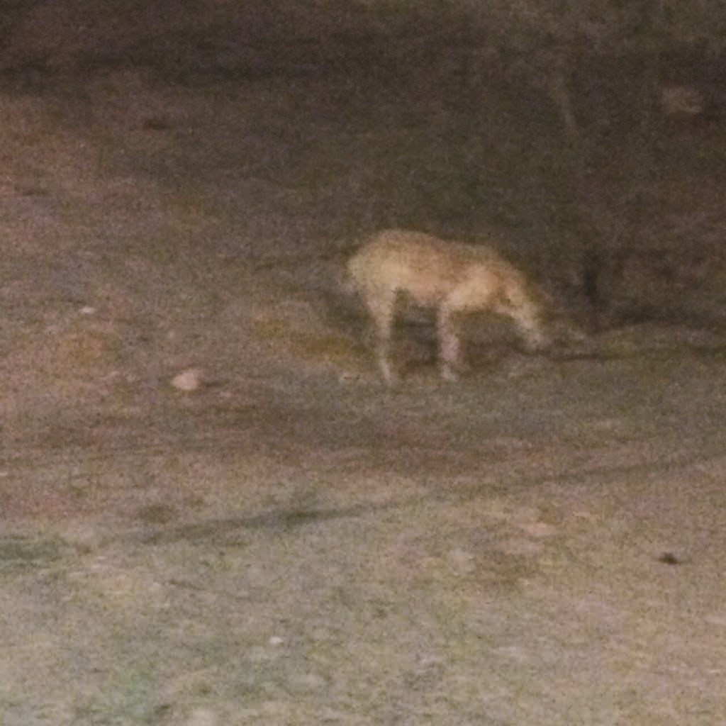 ... وآخر قرب ممشى العيون