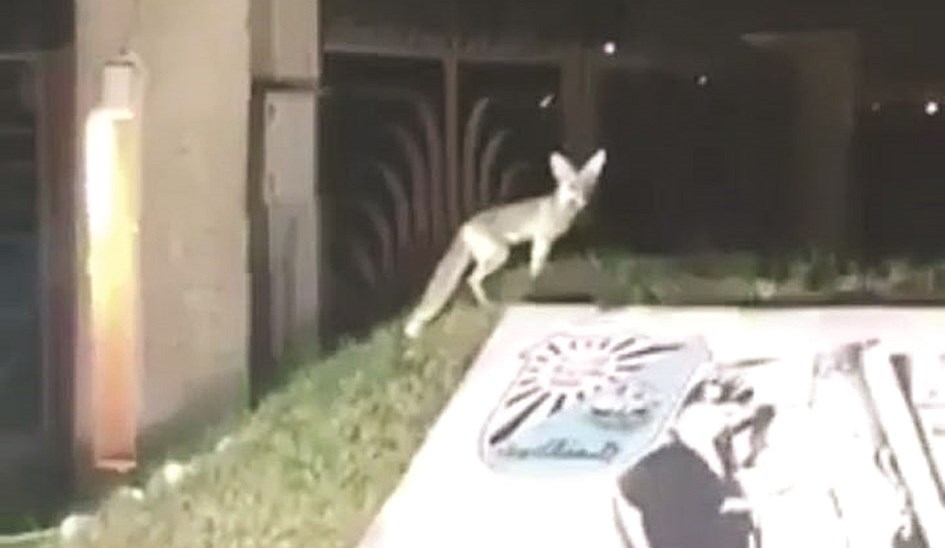 u0627u0644u062du0635u0646u064a u0642u0631u064au0628 u0645u0646 u0627u0644u0645u0644u0627u0639u0628