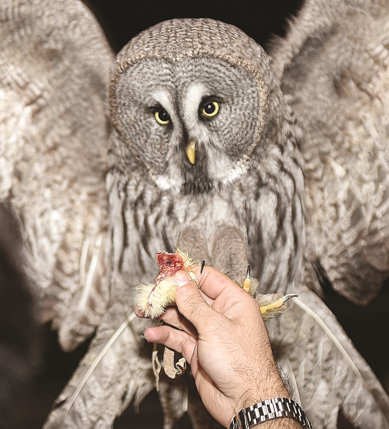 بقايا كتكوت قبل تقديمها لتغذية البوم