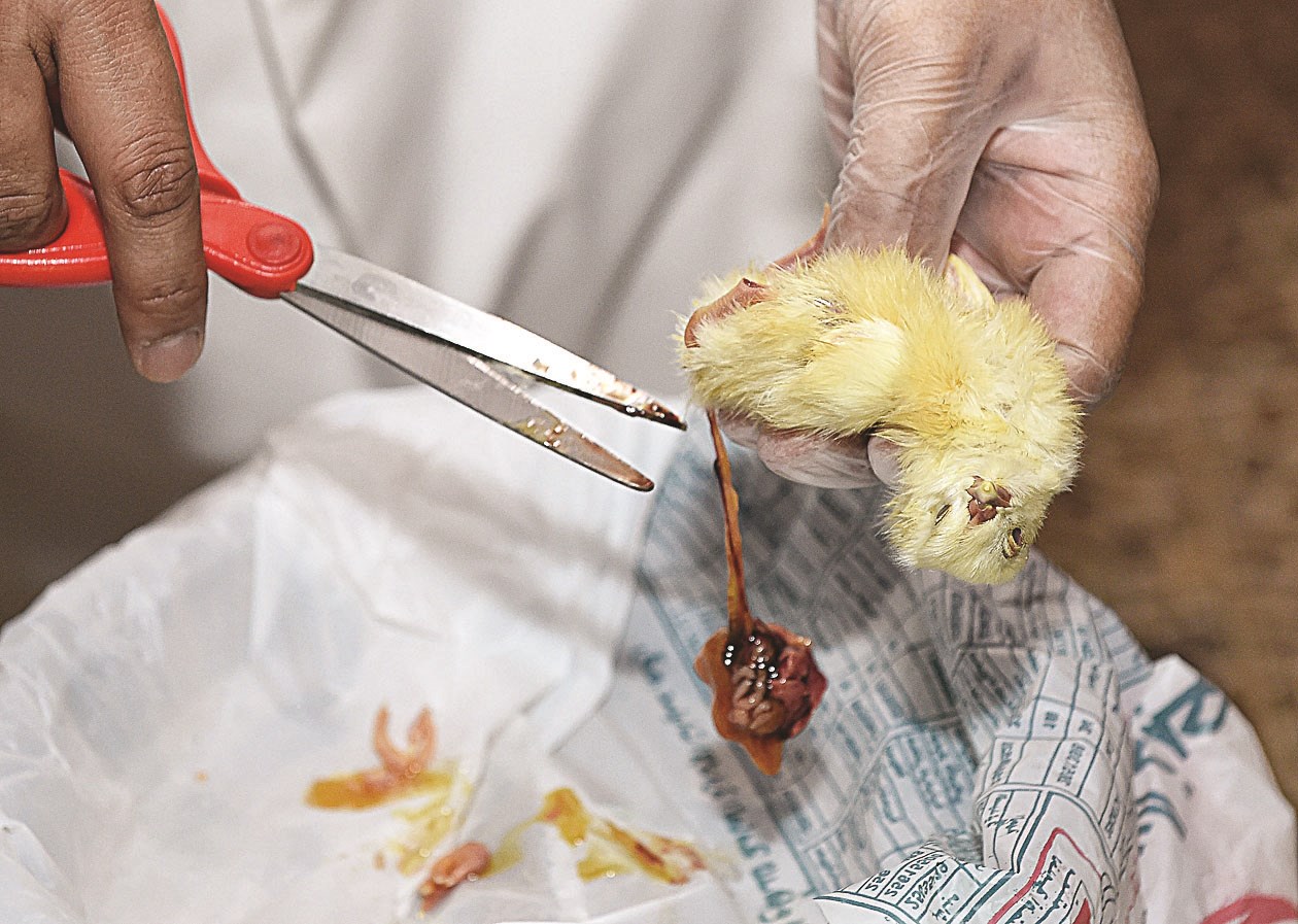 الكتاكيت وجبة البوم المفضلة