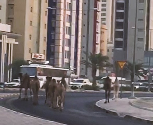 u0627u0644u0642u0637u064au0639 u00abu062bu0627u0626u0631u0627u064bu00bb u0641u064a u0623u062du062f u0634u0648u0627u0631u0639 u0627u0644u0645u0647u0628u0648u0644u0629