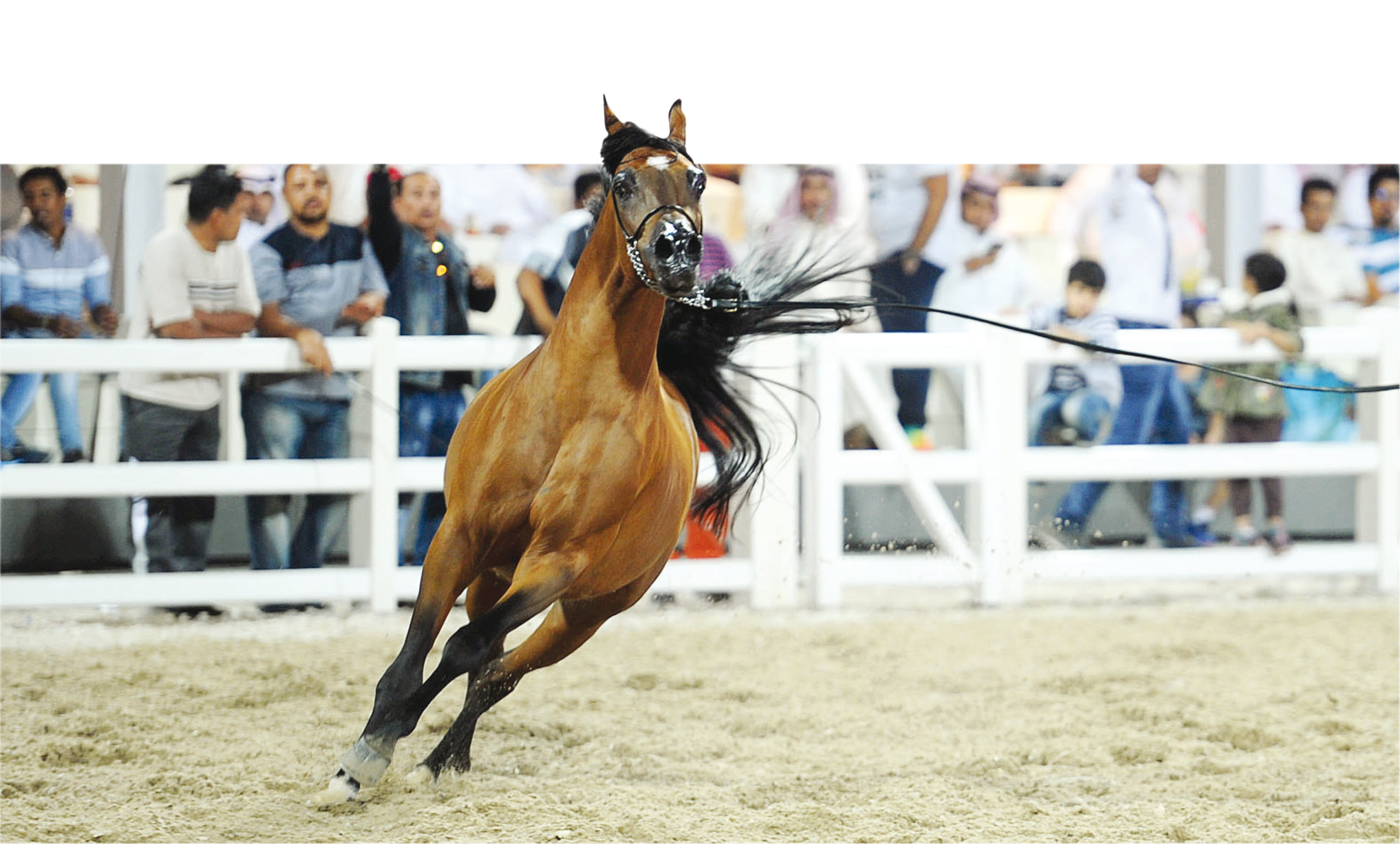 u0627u0633u062au0639u0631u0627u0636 u0623u062du062f u0627u0644u0641u0631u0633u0627u0646 u0641u064a u0627u0644u0628u0637u0648u0644u0629 u0627u0644u0645u0641u062au0648u062du0629 u0627u0644u062au064a u0623u0642u064au0645u062a u0627u0644u0623u0633u0628u0648u0639 u0627u0644u0645u0627u0636u064a