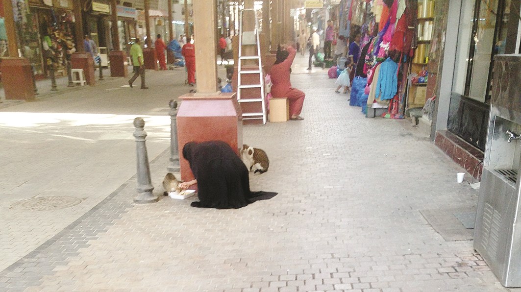 u0627u0644u0645u064fu0633u0646u0629 u062cu0627u062bu064au0629 u0639u0644u0649 u0631u0643u0628u062au064au0647u0627 u062au0637u0639u0645 u0627u0644u0642u0637u0637 u0648u062cu0628u062au0647u0627 u0627u0644u064au0648u0645u064au0629