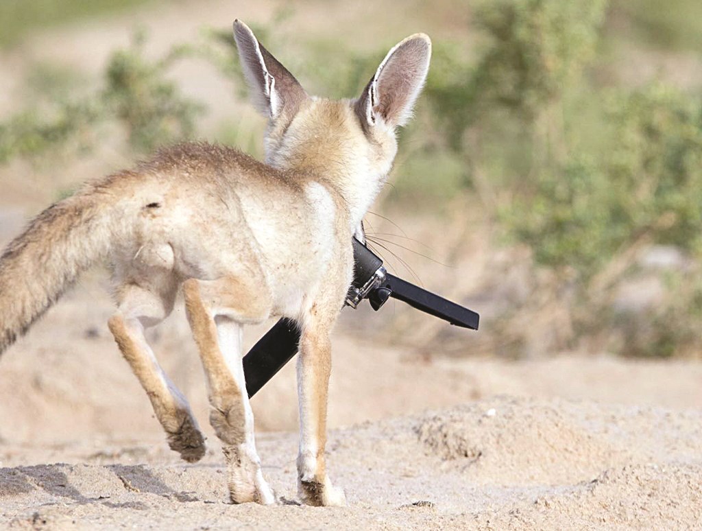 ... في طريقه لإدخالها إلى جحره