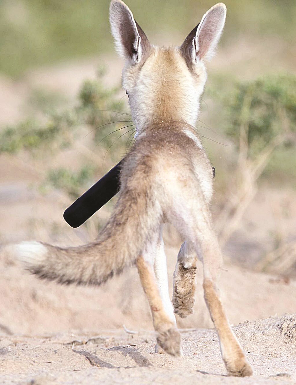 ... ومنطلقاً بها