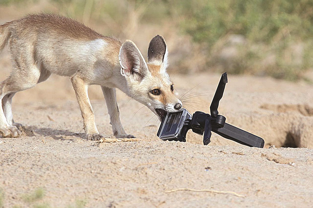 u0627u0644u062du0635u0646u064a u0645u0642u062au0631u0628u0627u064b u0645u0646 u00abu0641u0631u064au0633u062au0647u00bb