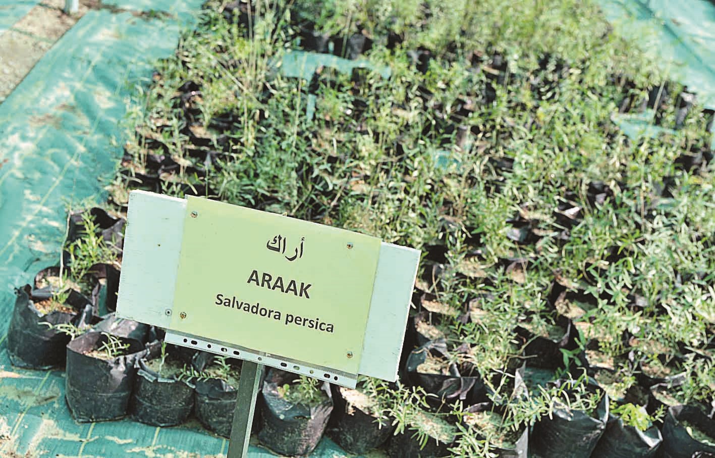 زراعة الأراك