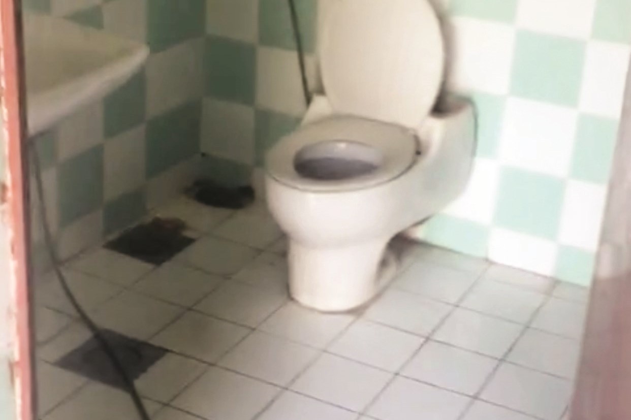 ... وقاعدة حمام في أجمل صورة