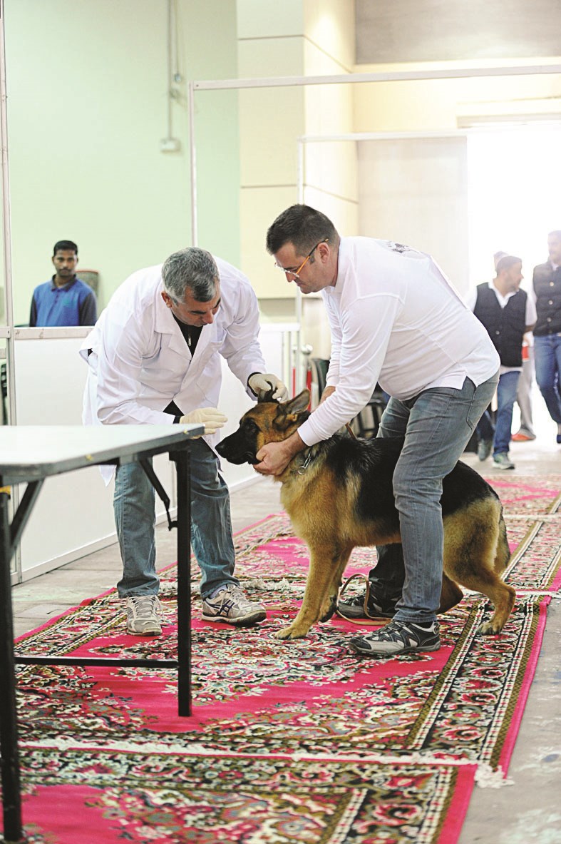 فحص طبي لأحد الكلاب المشاركة