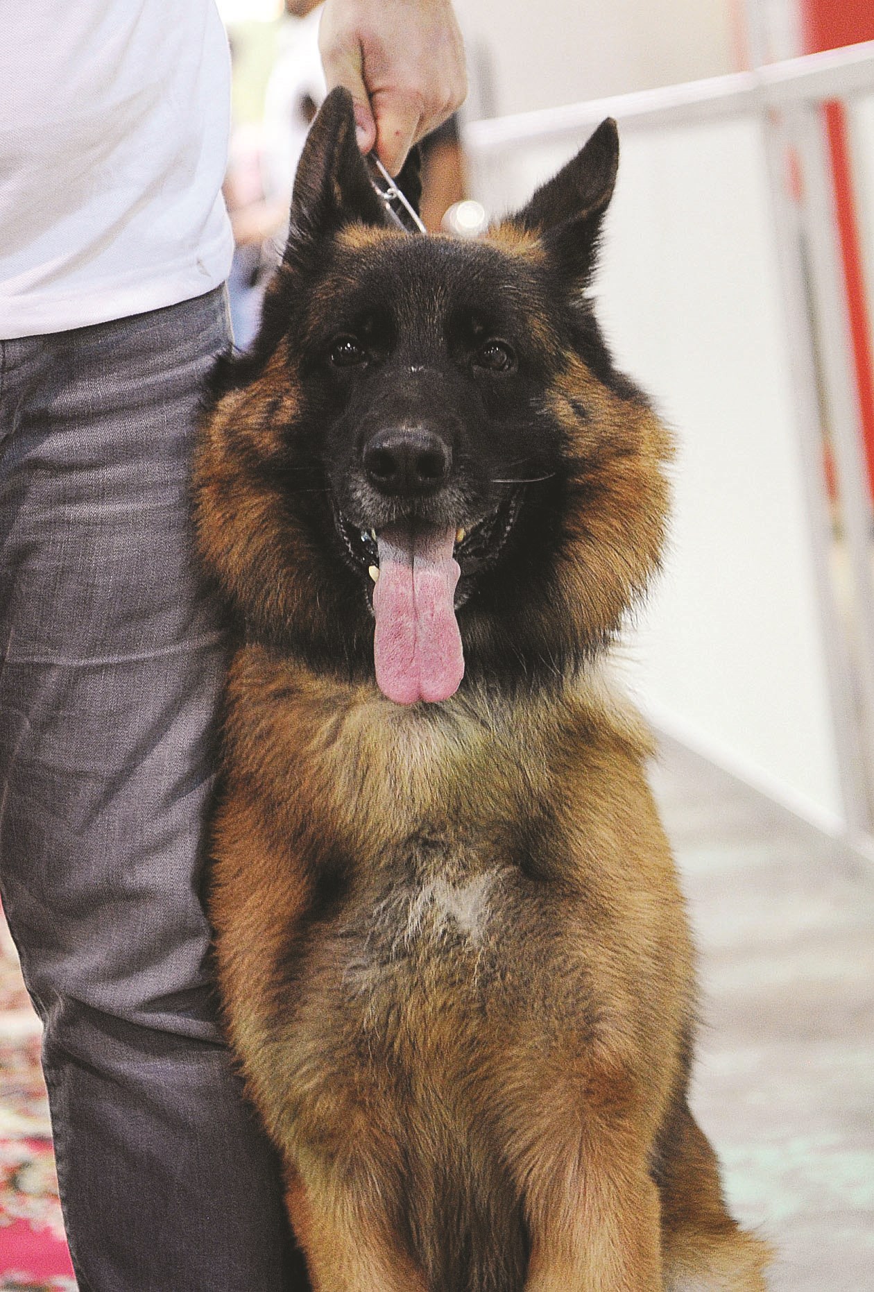 كلب يتأهب للمنافسة