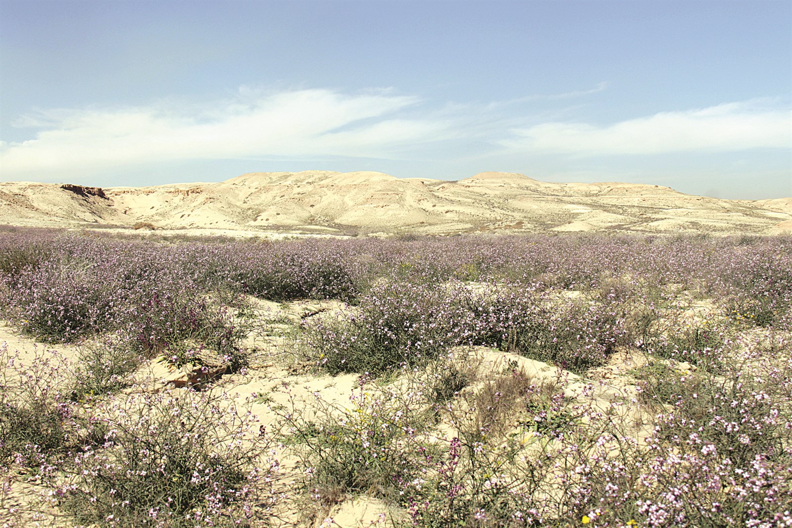 محمية صباح الأحمد