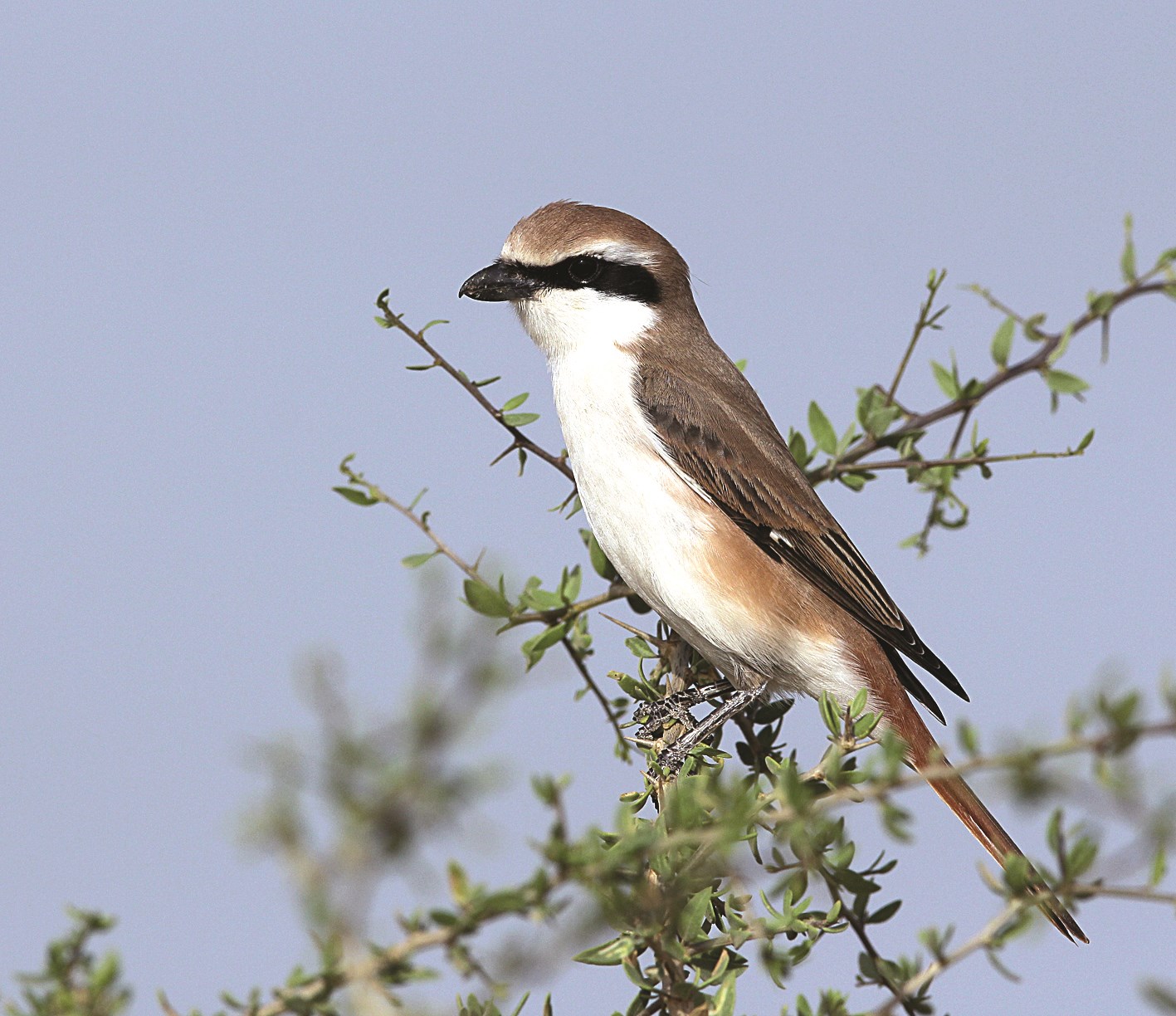 طائر الصرد محمر الذنب «أشول هيضه»