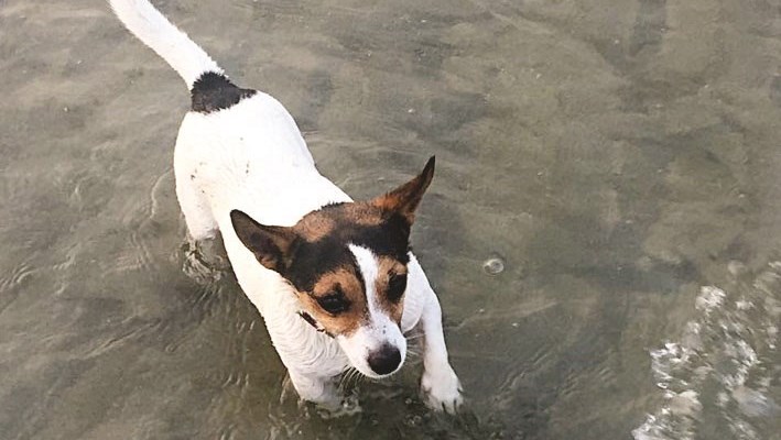 u0627u0644u0643u0644u0628 u00abBRWu00bb