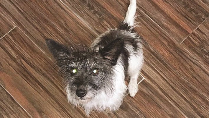 والكلبة «RUBY»