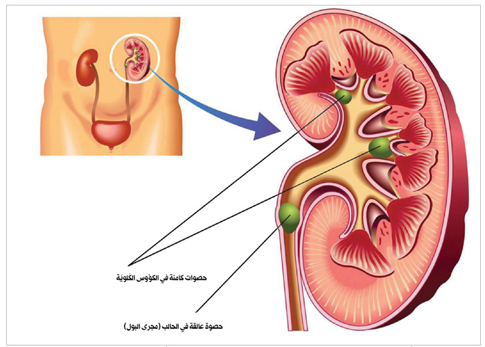 u0631u0633u0645 u062au0634u0631u064au062du064a u064au0648u0636u062d u0627u0644u0643u064fu0644u064au062au064au0646 u0645u0639 u062du0635u0648u0627u062a u0641u064au0647u0645u0627 u0648u0641u064a u0627u0644u062du0627u0644u0628