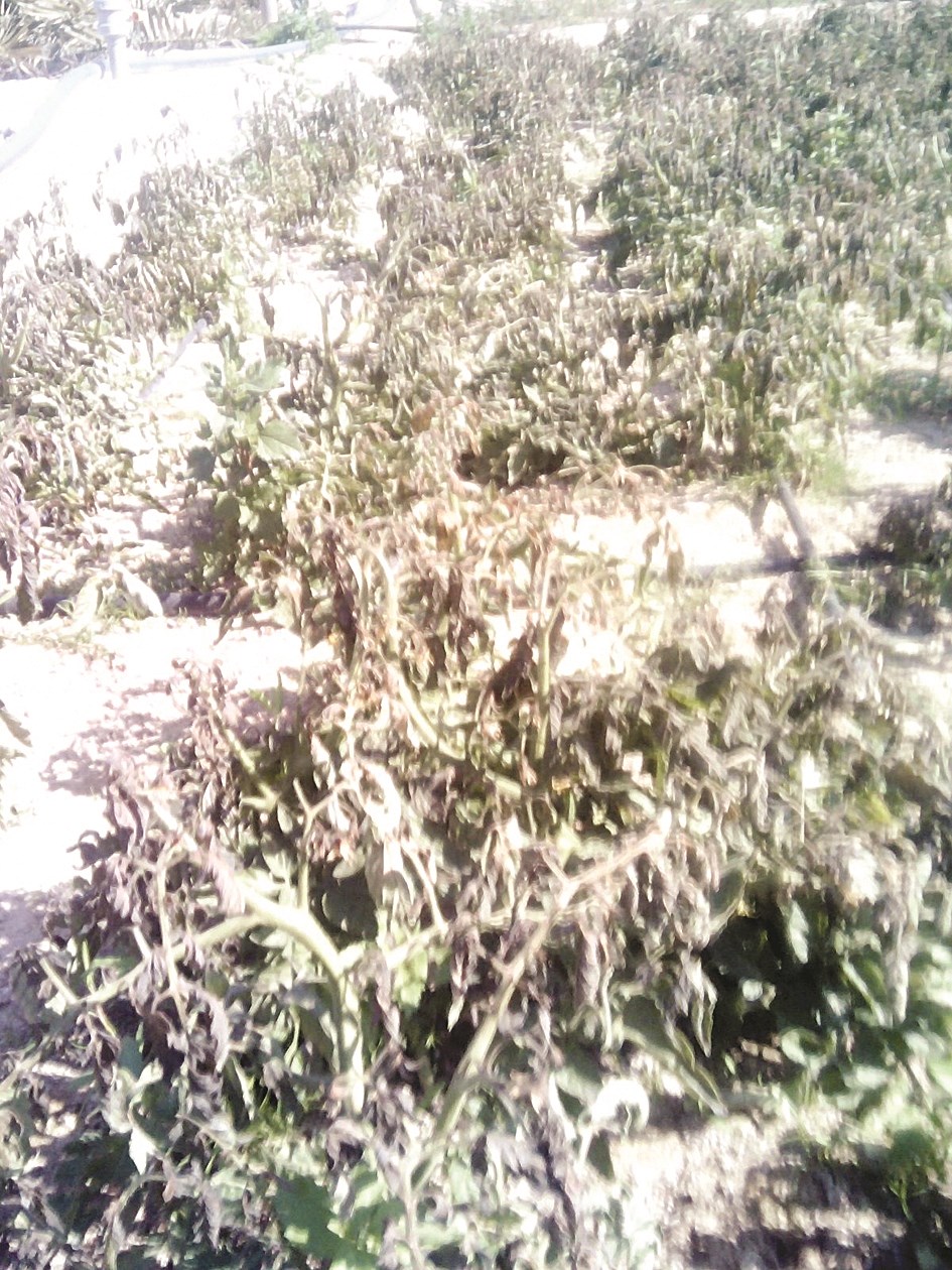 الصقيع قتل المحاصيل